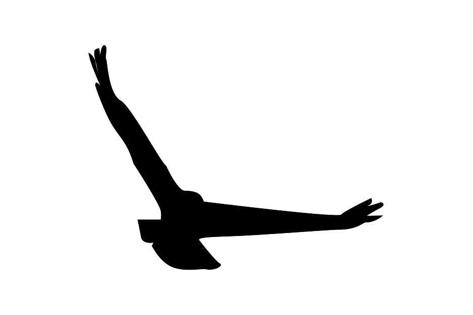 Autocollant de protection pour oiseaux 60–100 cm ES-VOG-140-88, couleur noire, en plastique résistant aux intempéries.