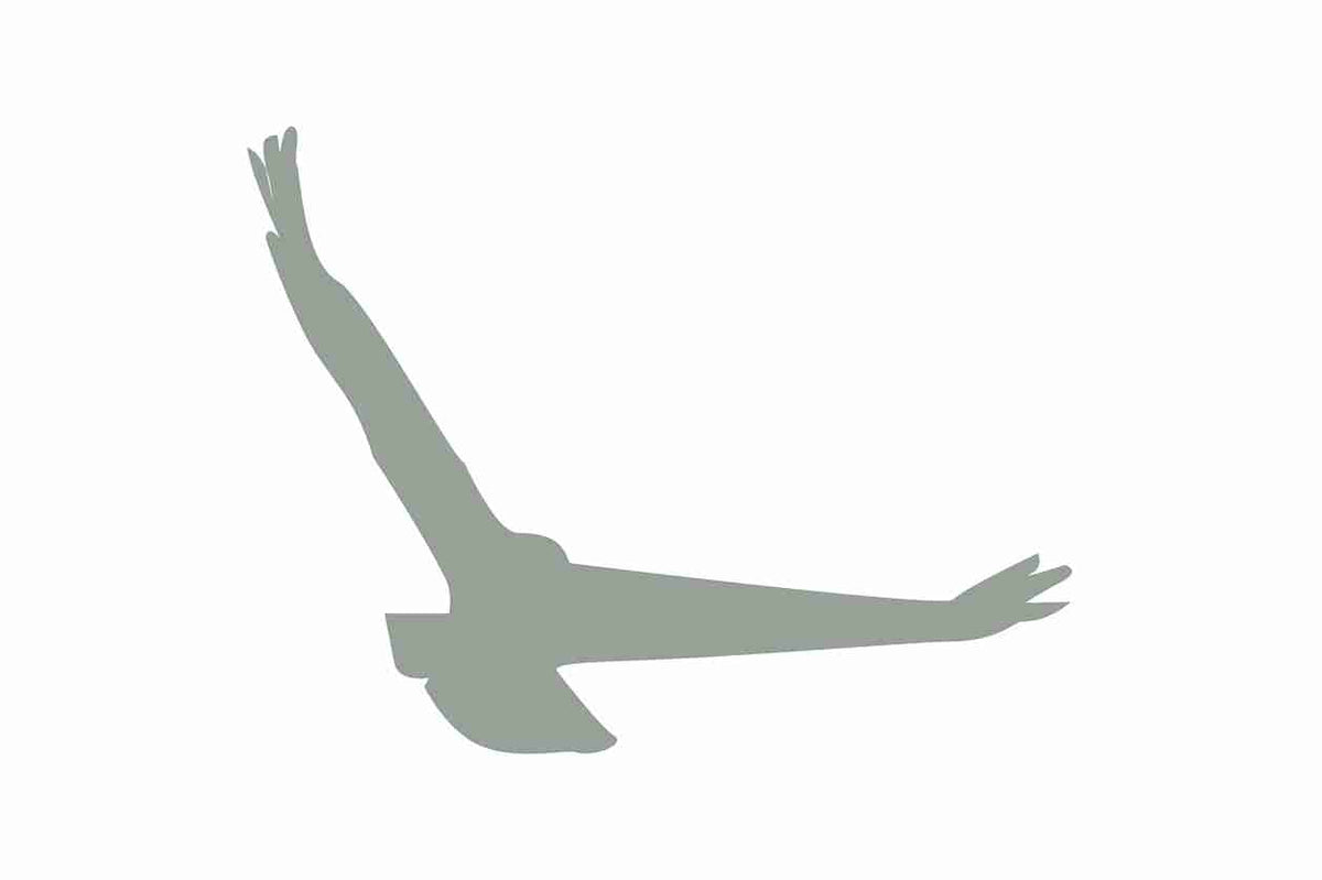 Autocollant de protection pour oiseaux 60–100 cm ES-VOG-140-91, couleur gris clair, en plastique résistant aux intempéries.