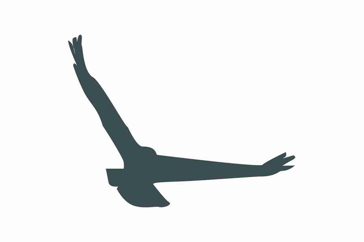 Autocollant de protection pour oiseaux 60–100 cm ES-VOG-140-93, couleur gris foncé, en plastique résistant aux intempéries.