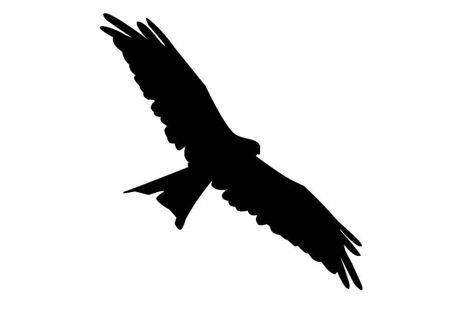 Autocollant de protection pour oiseaux 60–100 cm ES-VOG-130-88, couleur noire, en plastique résistant aux intempéries.
